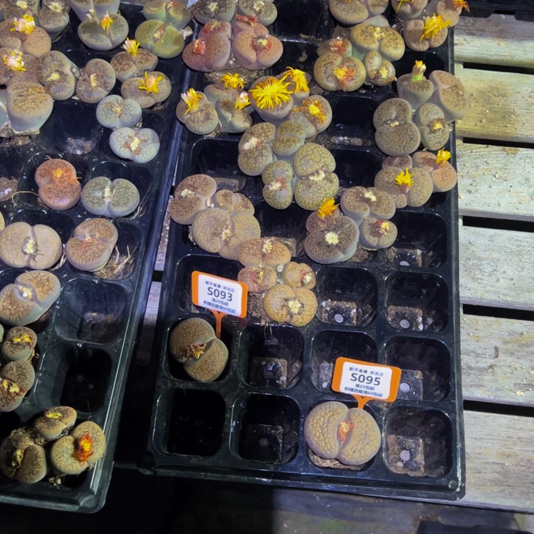 尹***◍ 095 一物一拍，默认有伤，介意勿拍，不退不换