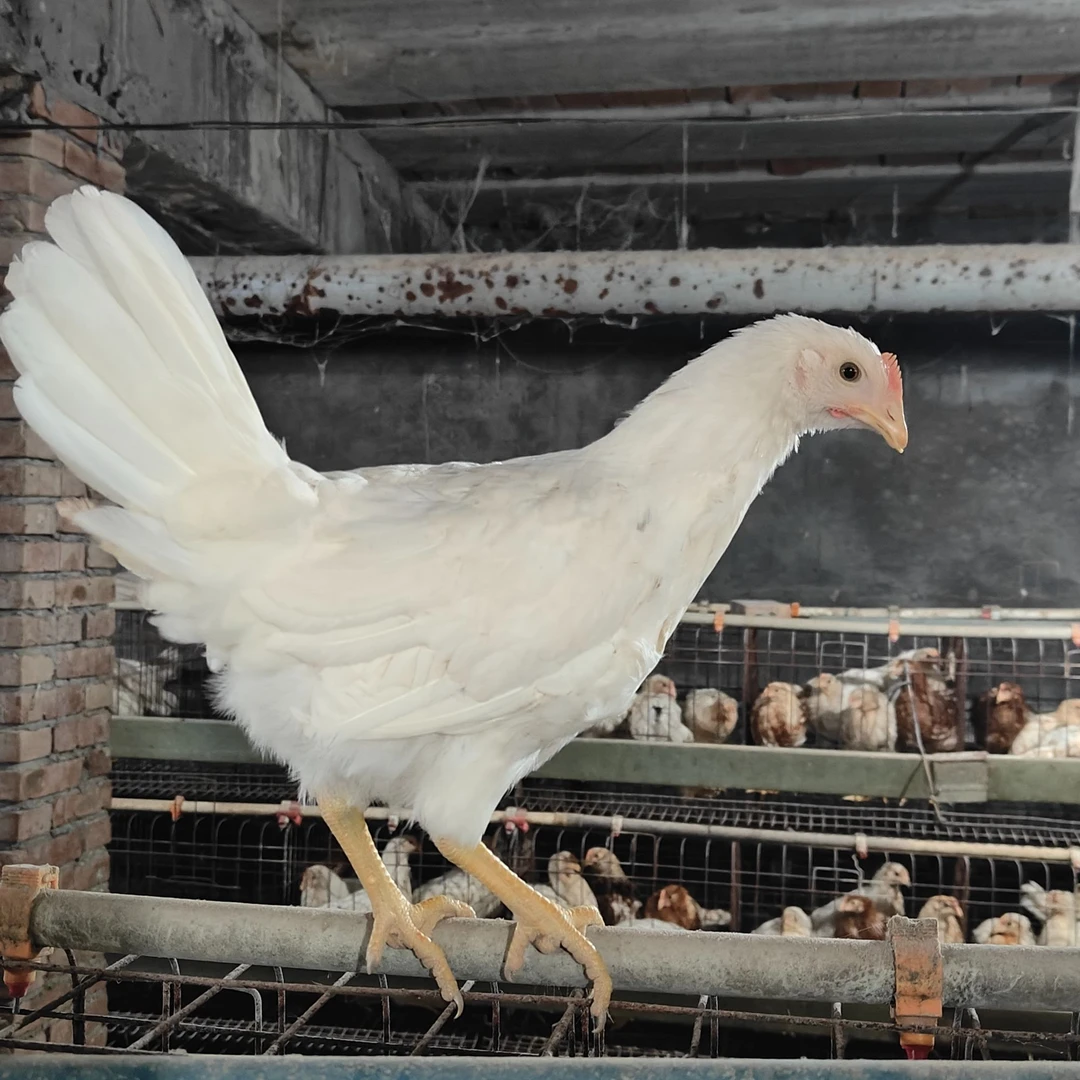 —2互动性强 温顺不吵颜值高 新手易养 宠物鸡