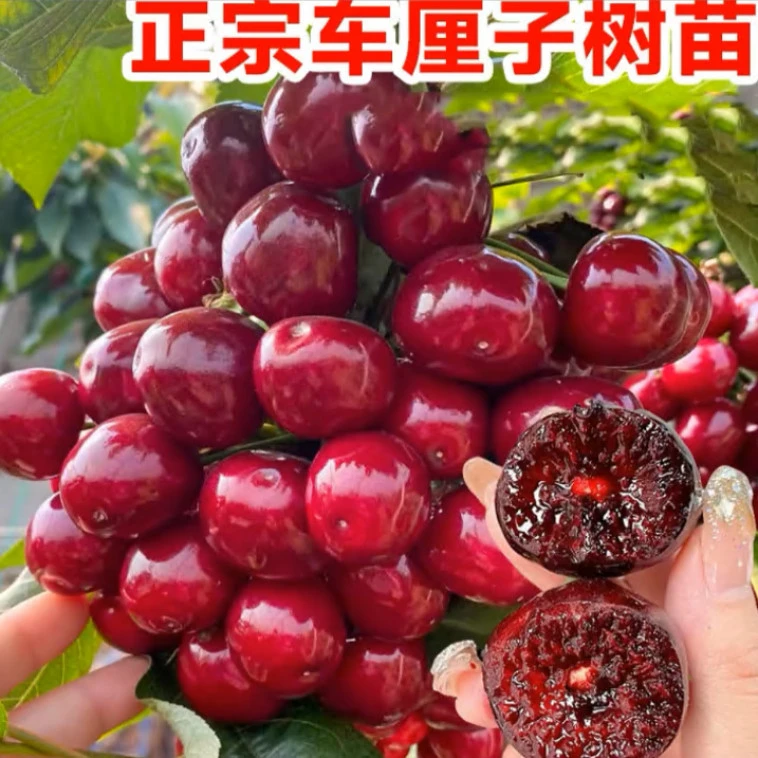 g2车厘子大樱桃果树苗云南直发南北方均可种植阳台盆栽庭院地载
