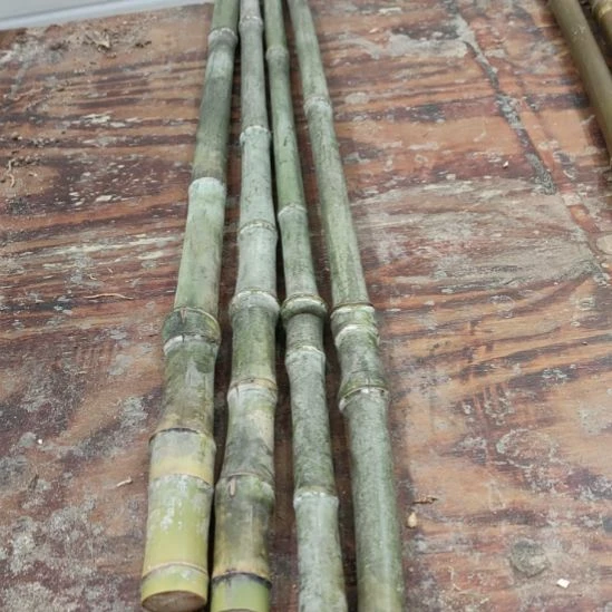 强***实心玉竹手把件金条料