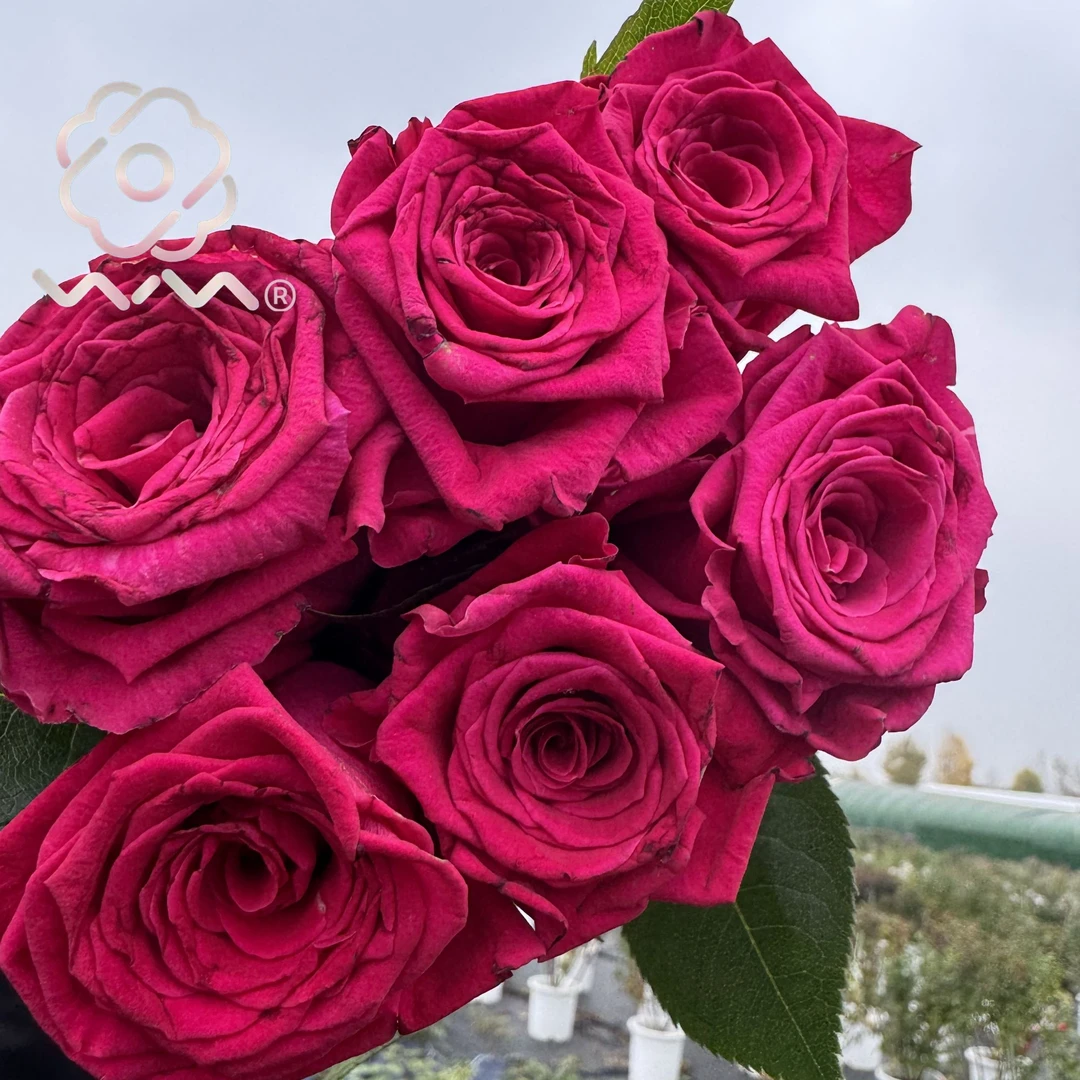 老磨盘【闪电巴卡拉】月季