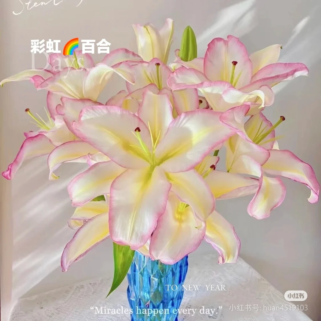 彩虹稀缺香水百合（上色会根据气温有偏差，介意慎拍）