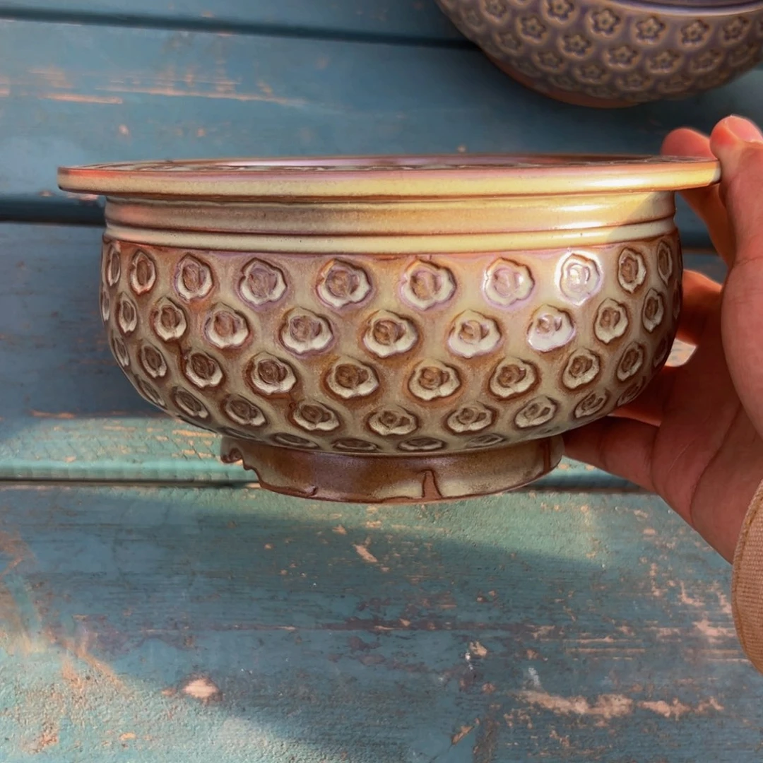 多肉一物一拍0601-54