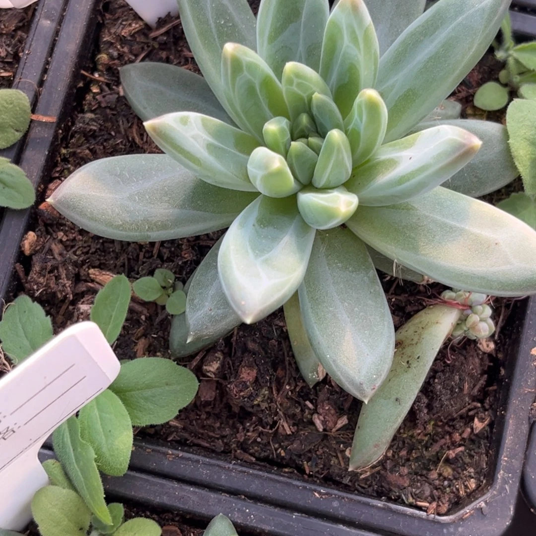 美人系多肉植物463