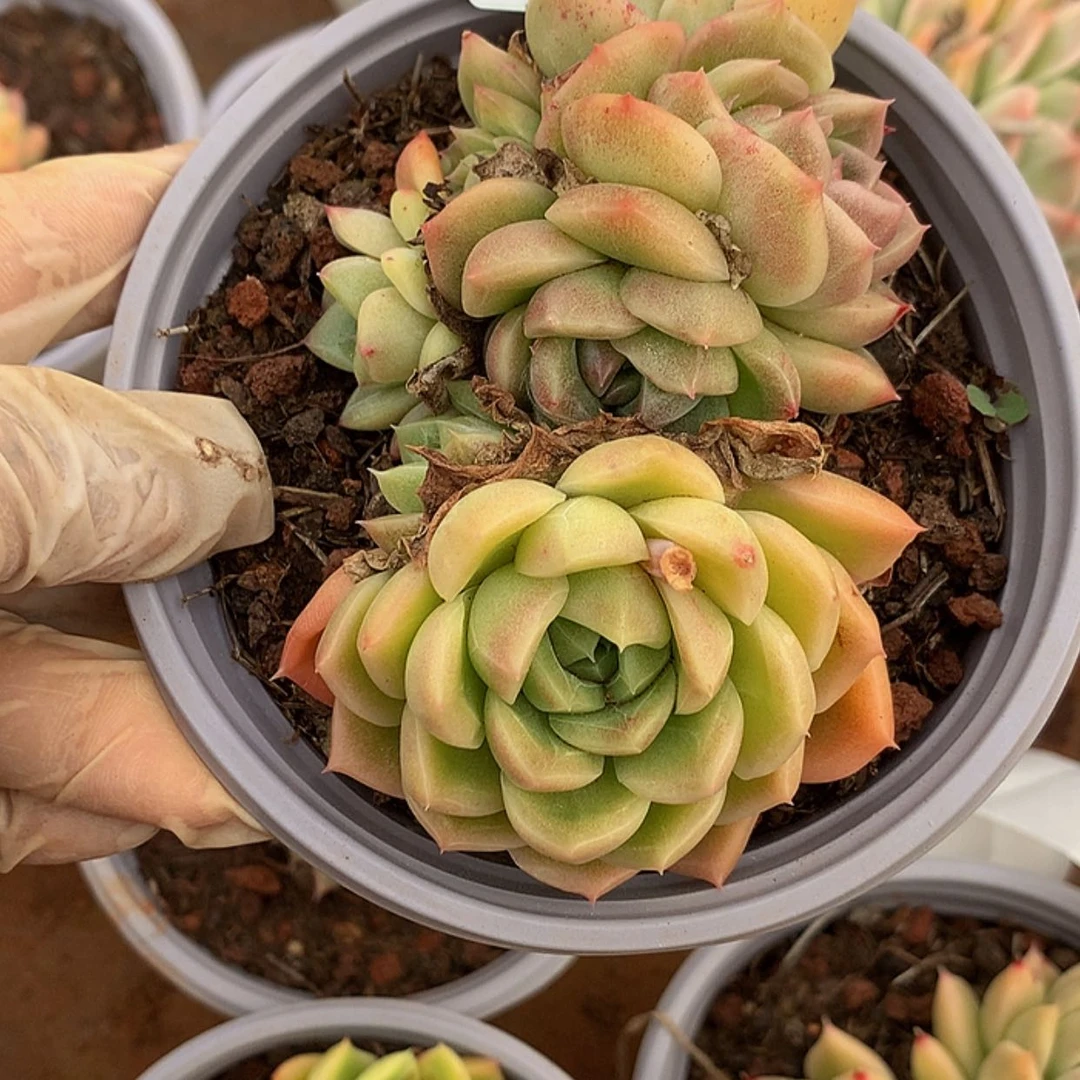 【闪购商品】云1820