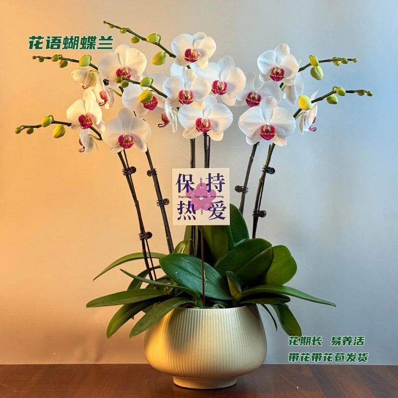 蝴蝶兰【哈利法克斯】 带花带花苞发货 室内客厅阳台花卉 好养易活