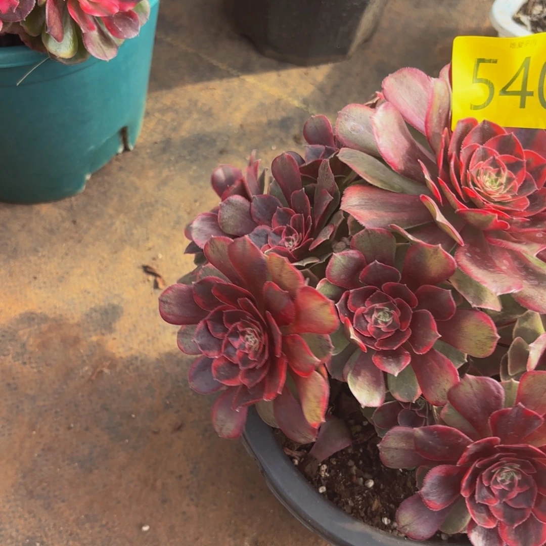 哈哈多肉葡萄福利540