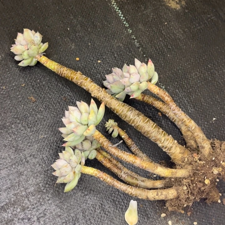 无花朵友家多肉一物一拍