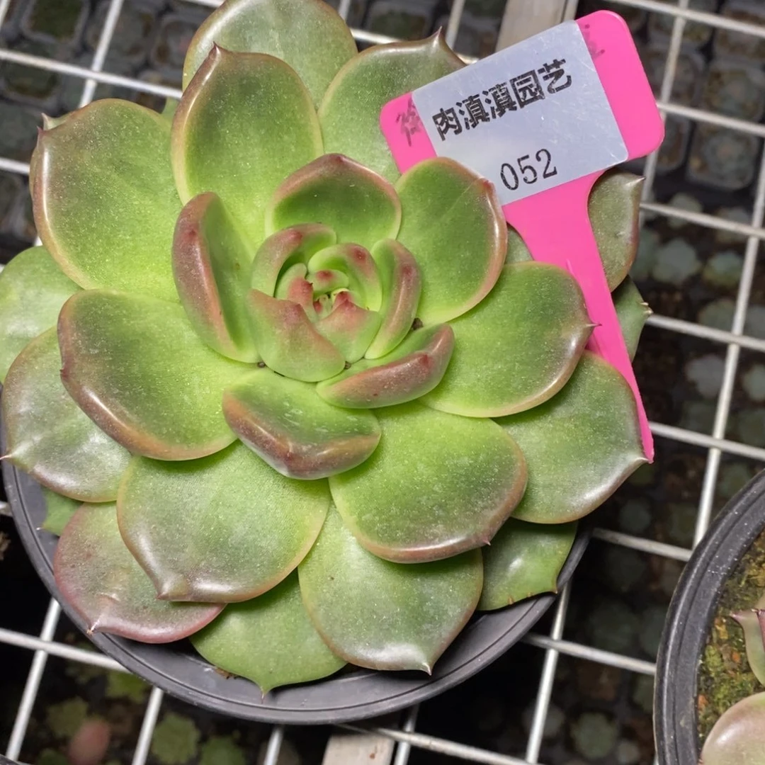 x052-多肉植物 拉丝