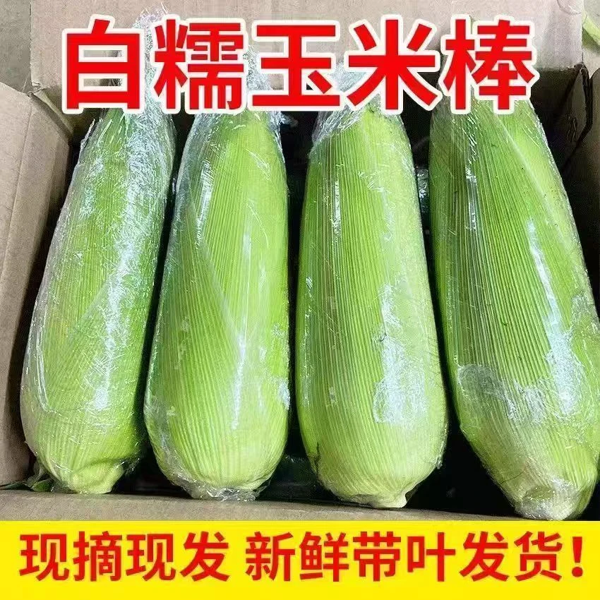 带皮白色玉米新鲜甜脆可生吃当季农家带皮带叶