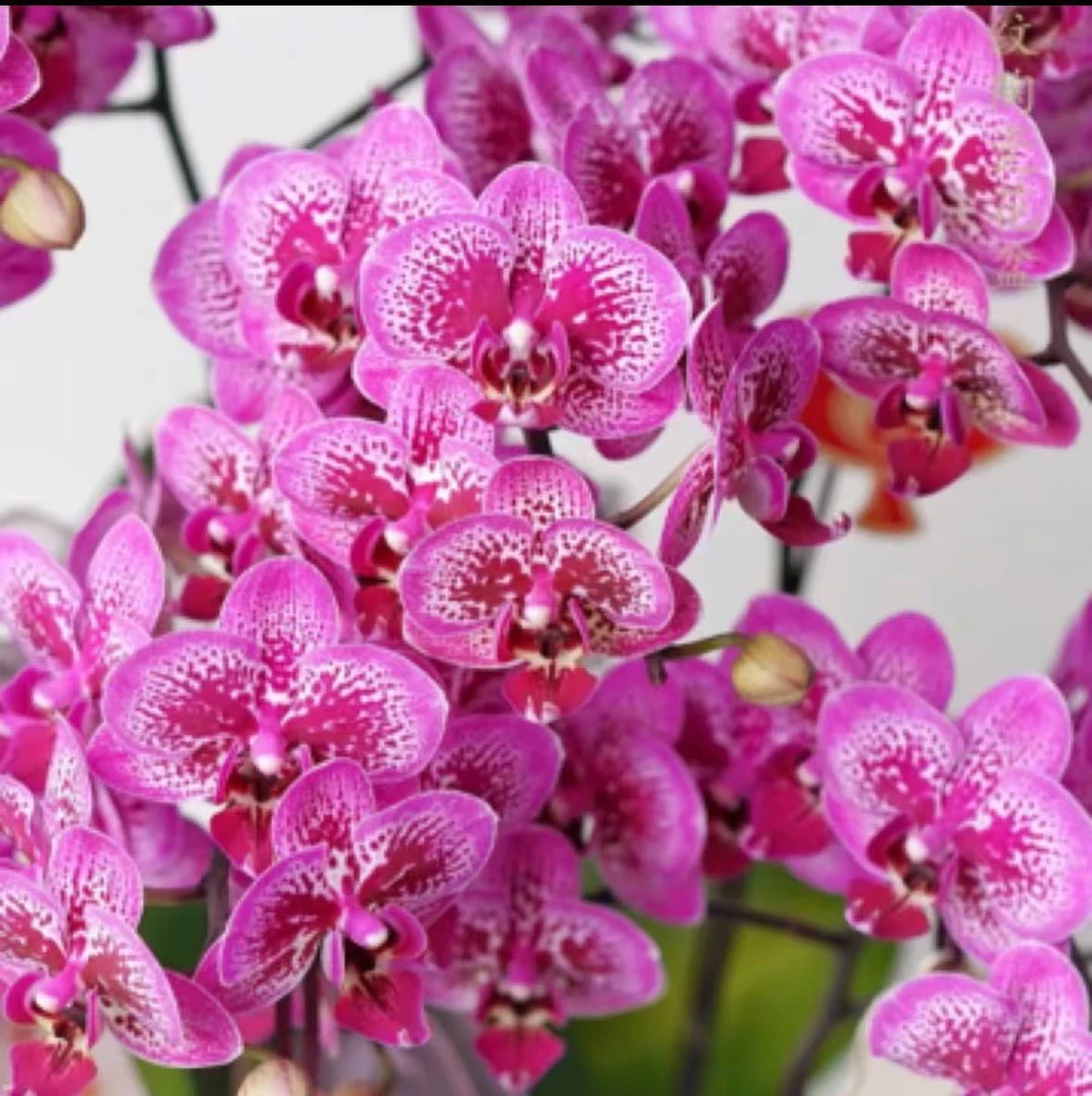 丰花型2个花剑起根系好 丰花型【香水玲珑】蝴蝶兰 新手好养易开花