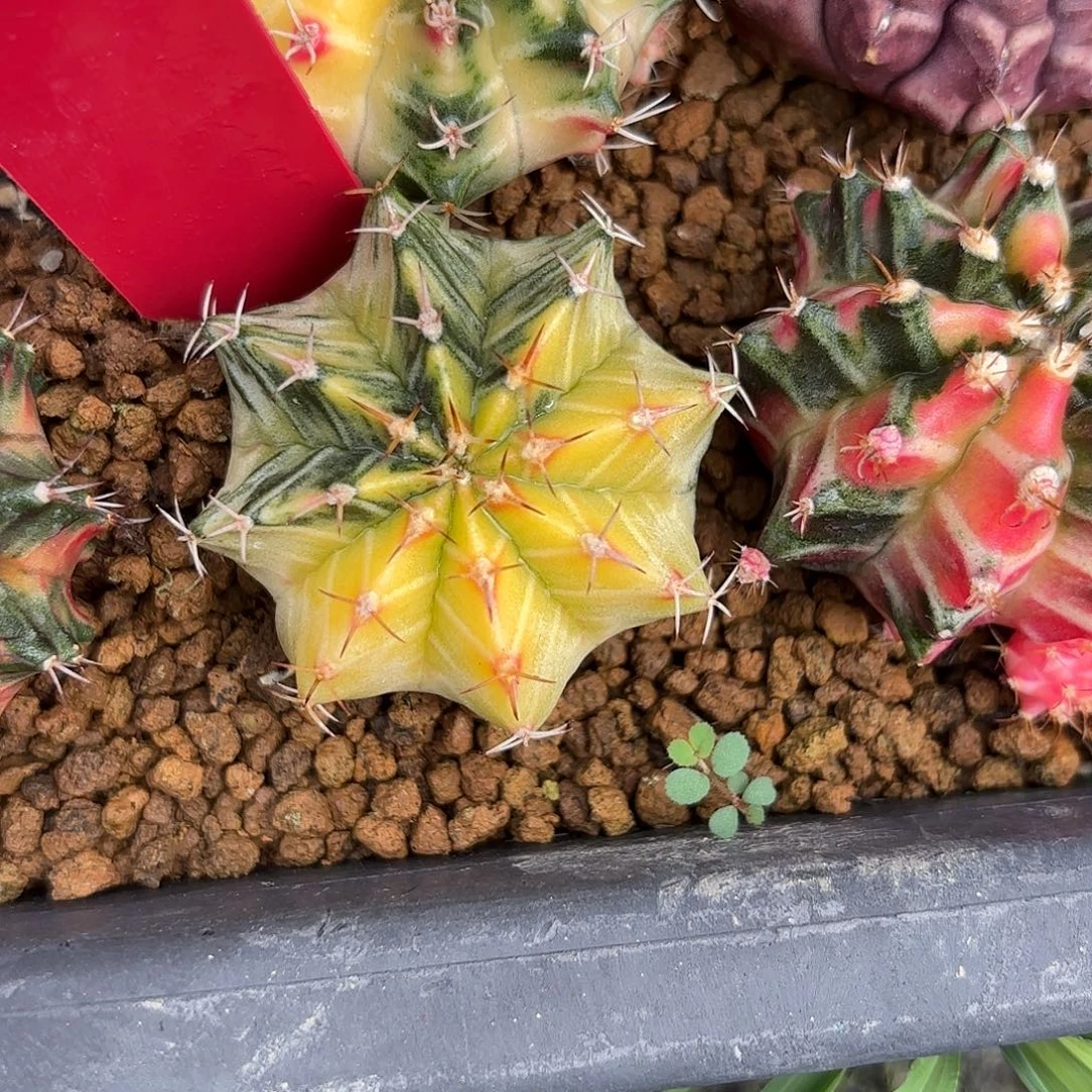 @***晞46-0908泰国发货多肉