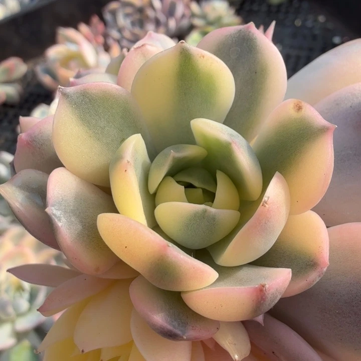 粉瑟斯特拉锦 侧芽无根