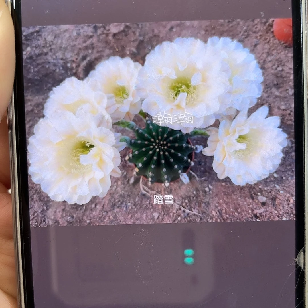 彩草13姨7公分左右