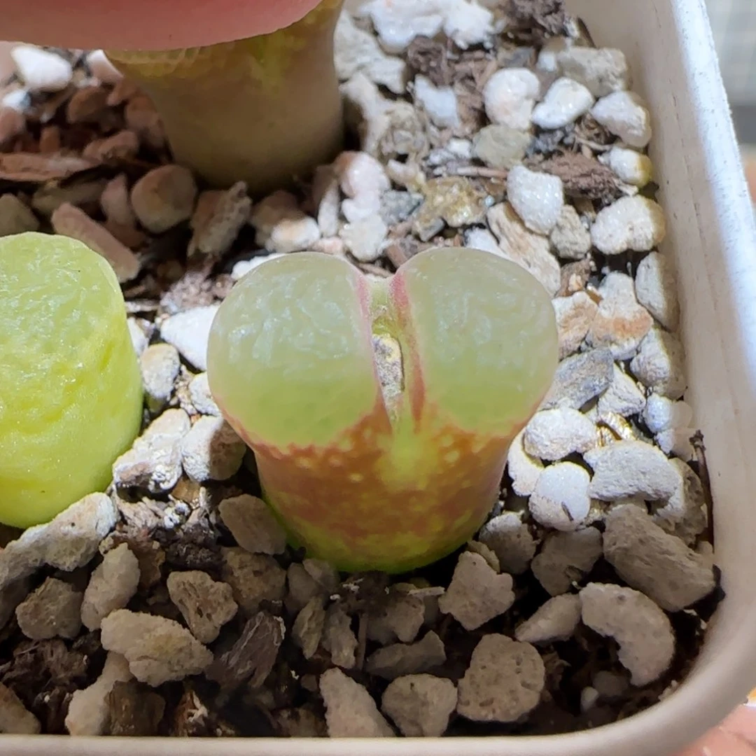 肉锥多肉植物百科-粉樱105