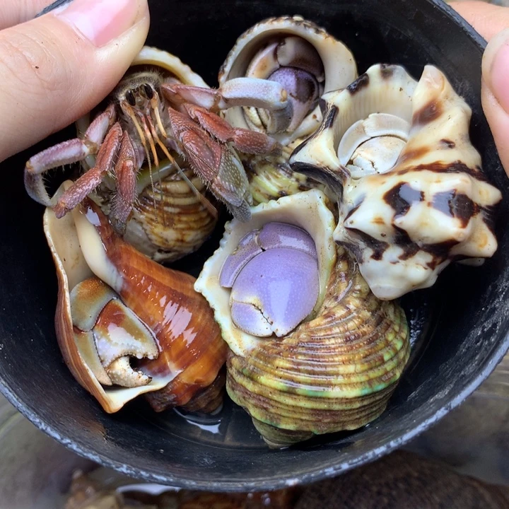 57h短腕里拉深紫异色西沙