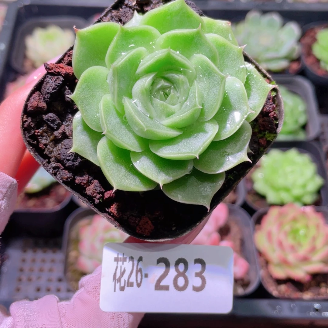 花利美26-283麦秆