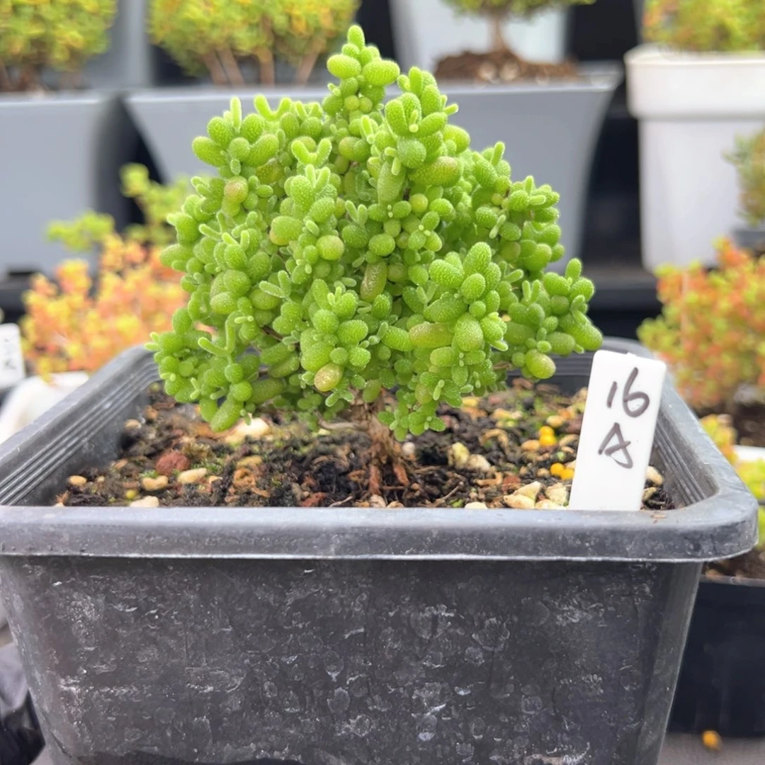 金桔糖球圣诞款16号