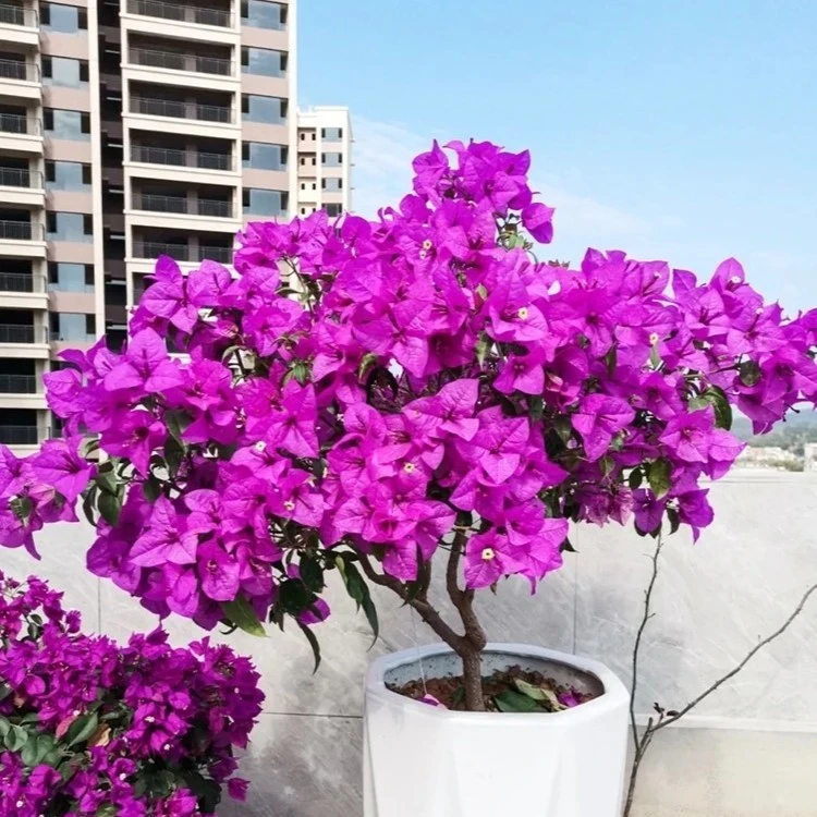 【云南紫】三角梅盆栽四季开花地直发三角梅苗勤花爬藤阳台好养