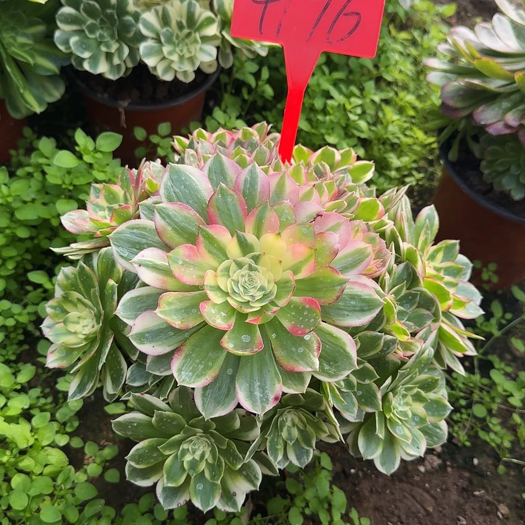 4176海王多肉法师