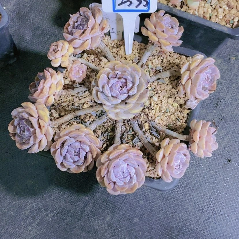 【闪购商品】…*.2535