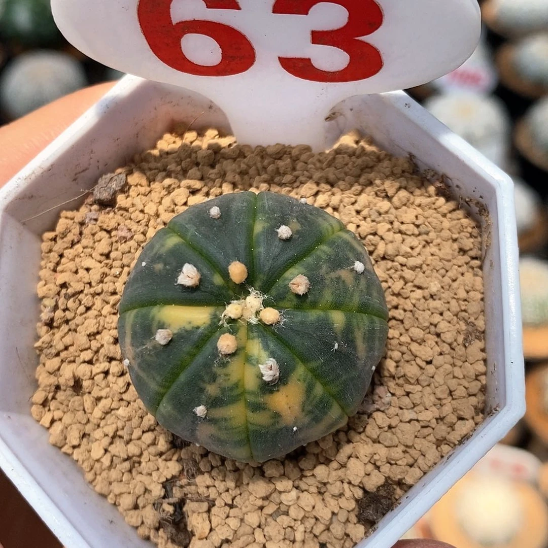 63兜锦系列产品福利
