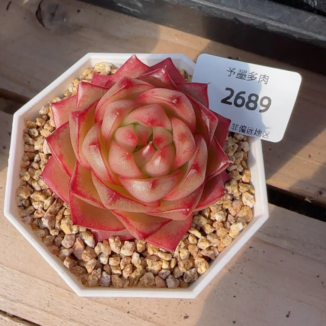 樱桃珍妮，2689多肉