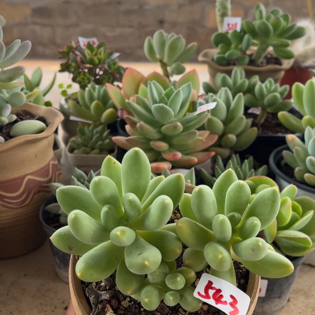 【闪购商品】暗纹芒果。543。11111111