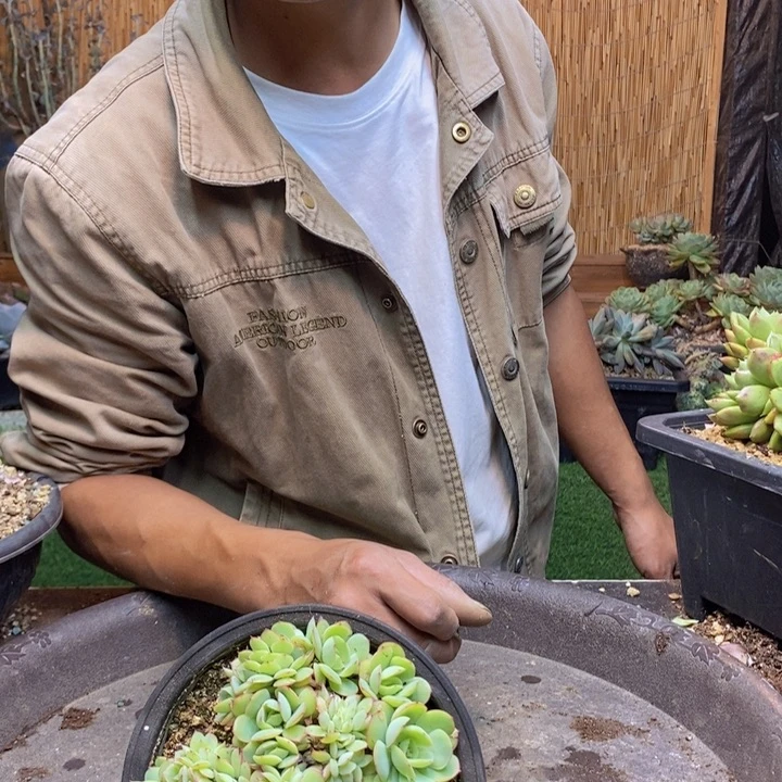 悟***315号牡丹亭多肉植物