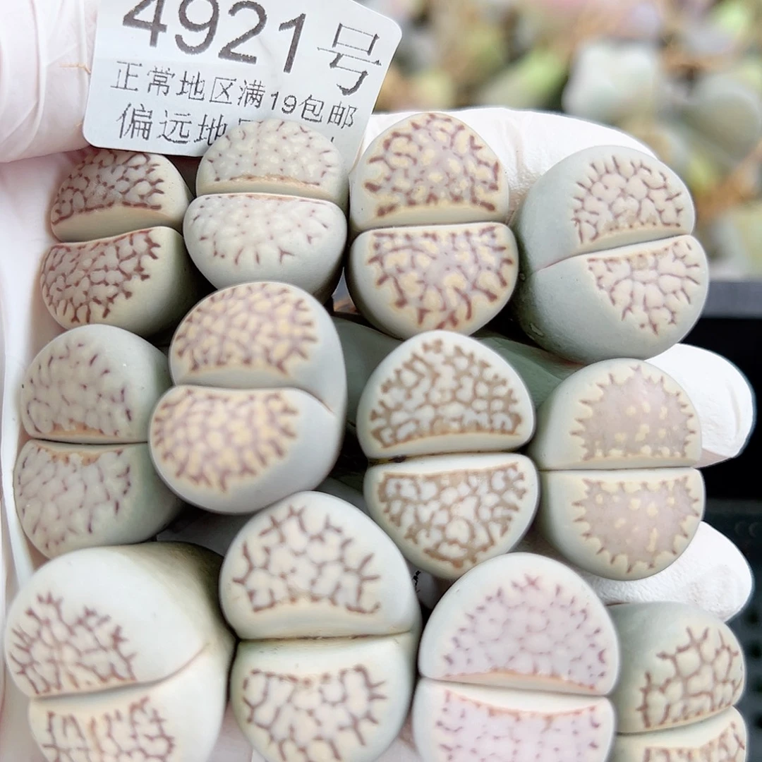 4921 好养易活生石花大母本12个2cm左右
