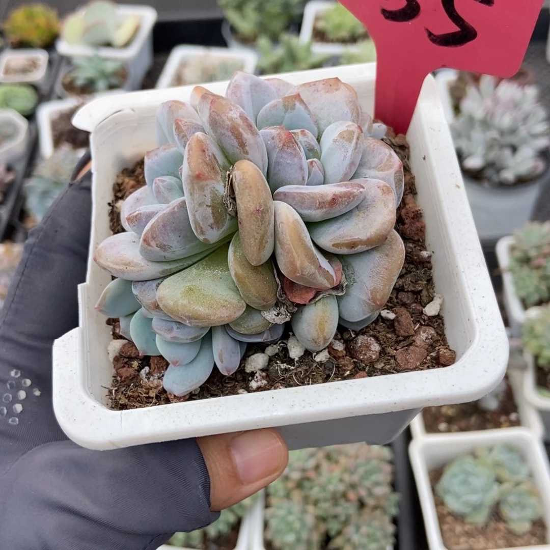 255石榴籽多肉植物