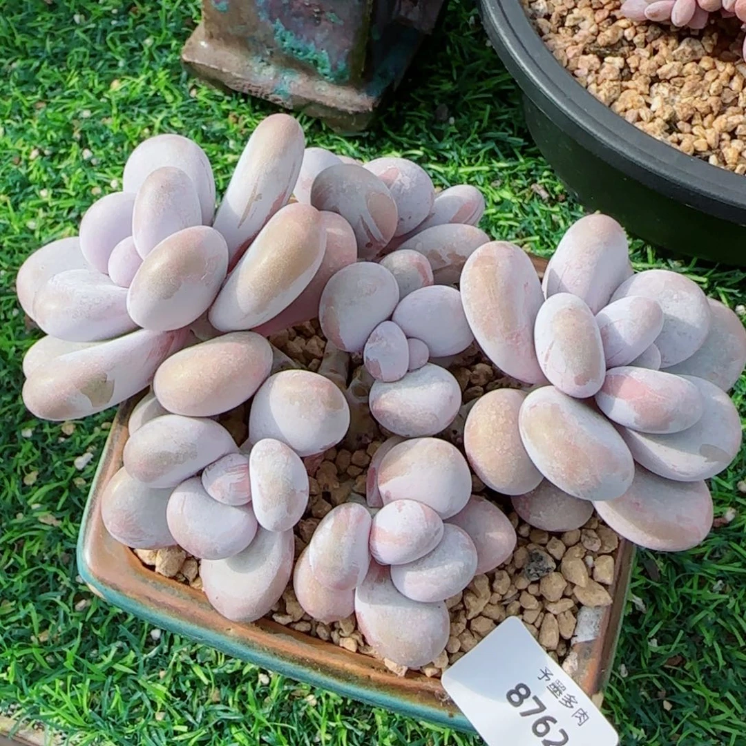 奶酪，8762多肉植物