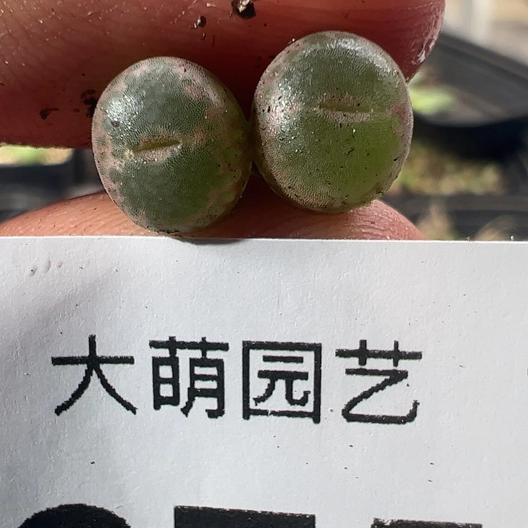 一物一拍正版安格尼斯之眼，275
