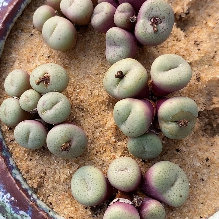 154吕氏肉锥一群。