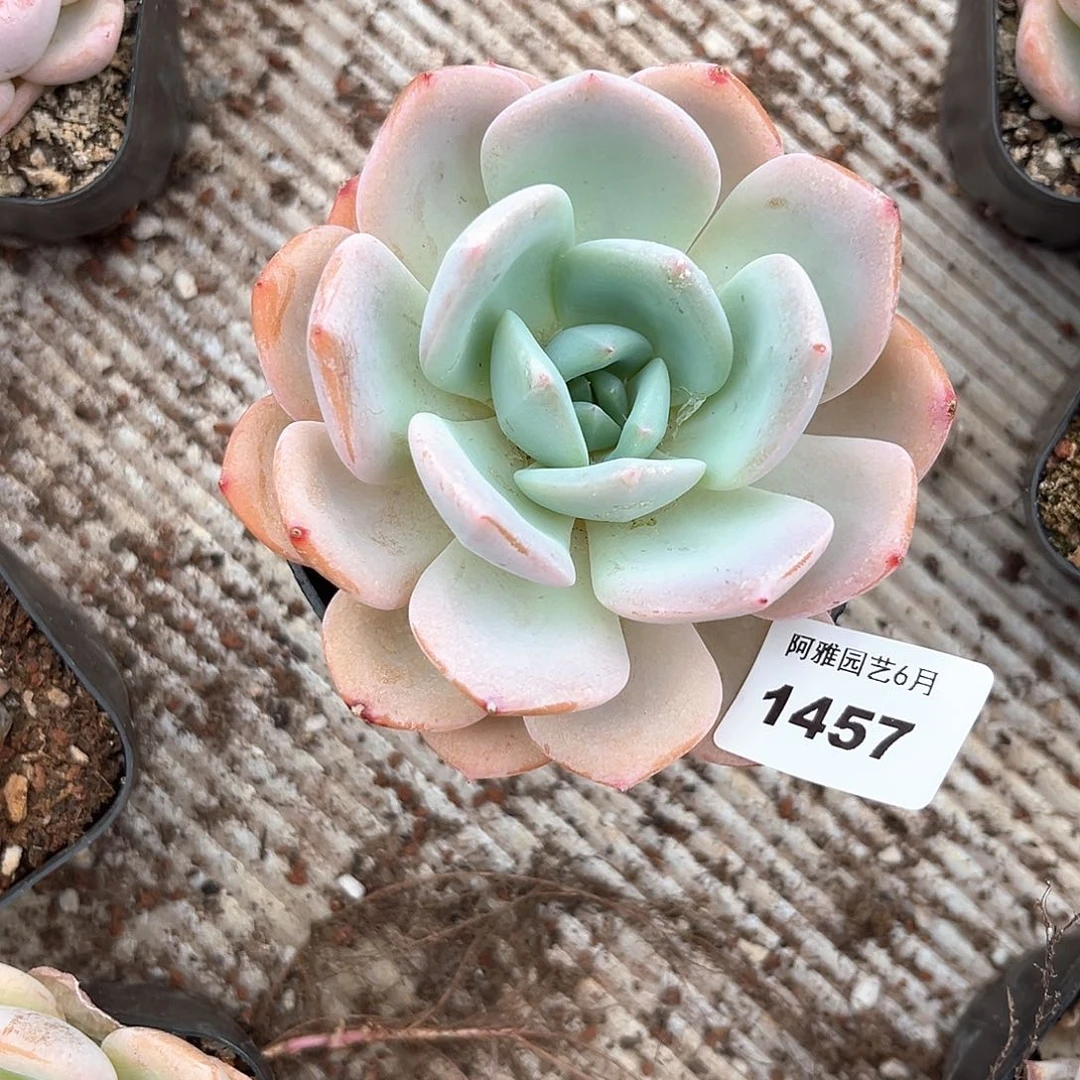 阿雅园艺。   1457冰玉杂白凤