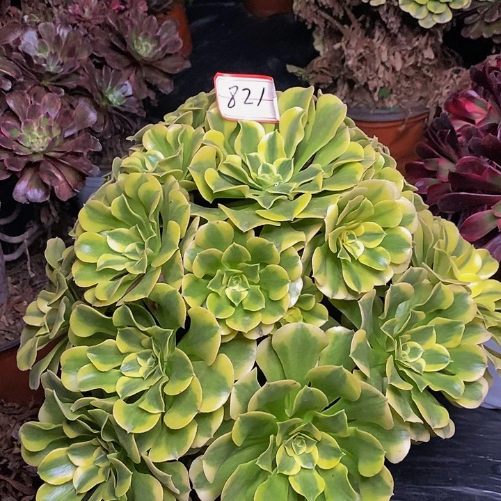 绿豆沙老桩821号链接