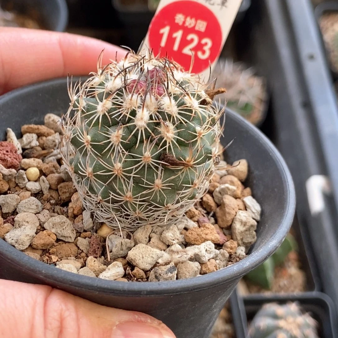 优选带花苞老娇丽3.4cm