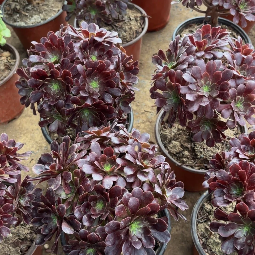 黑铜壶绣球9.9多肉植物
