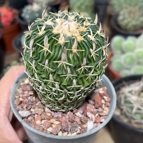 当前无花栽培后可以开花实生太刀岚