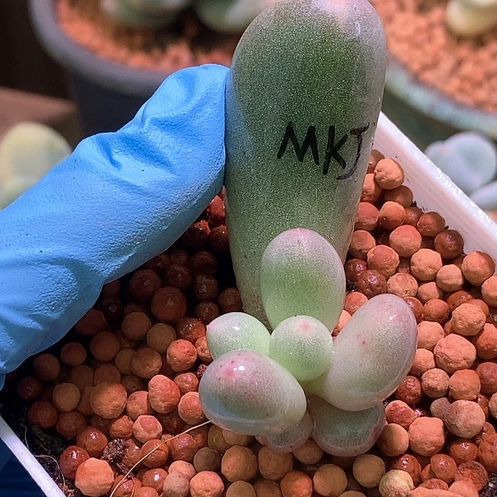 米可奶酪有锦基因多肉