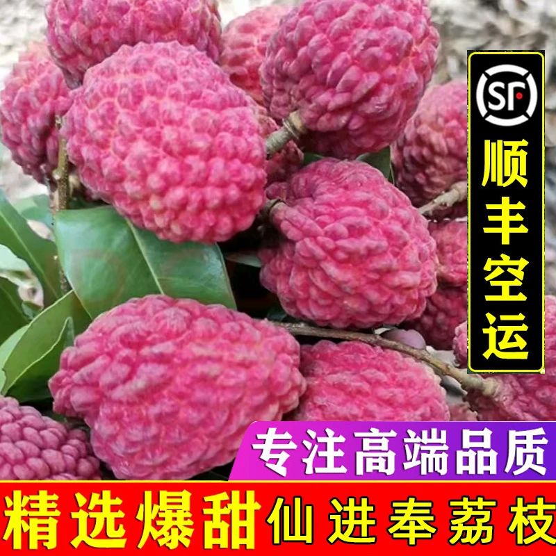 【顺丰次日达】广东茂名高州老树仙进奉荔枝3斤/5斤/10斤应季水果 新鲜采摘 荔枝同城送