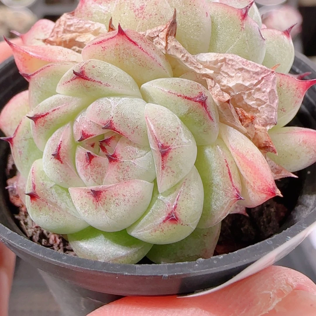 花语多肉1202-134散