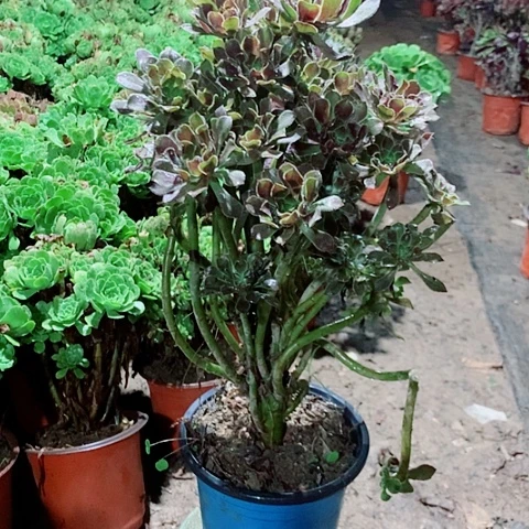 灰法师多肉植物法师12号