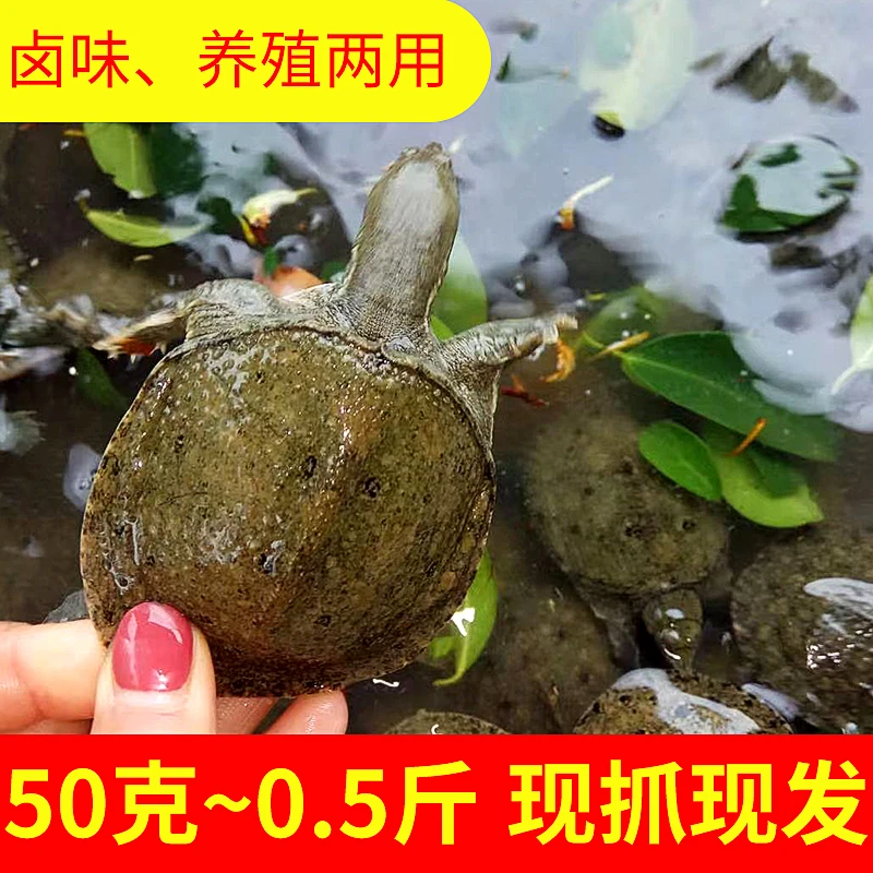 四川外塘甲鱼苗王八团鱼苗包成活混养包技术指导