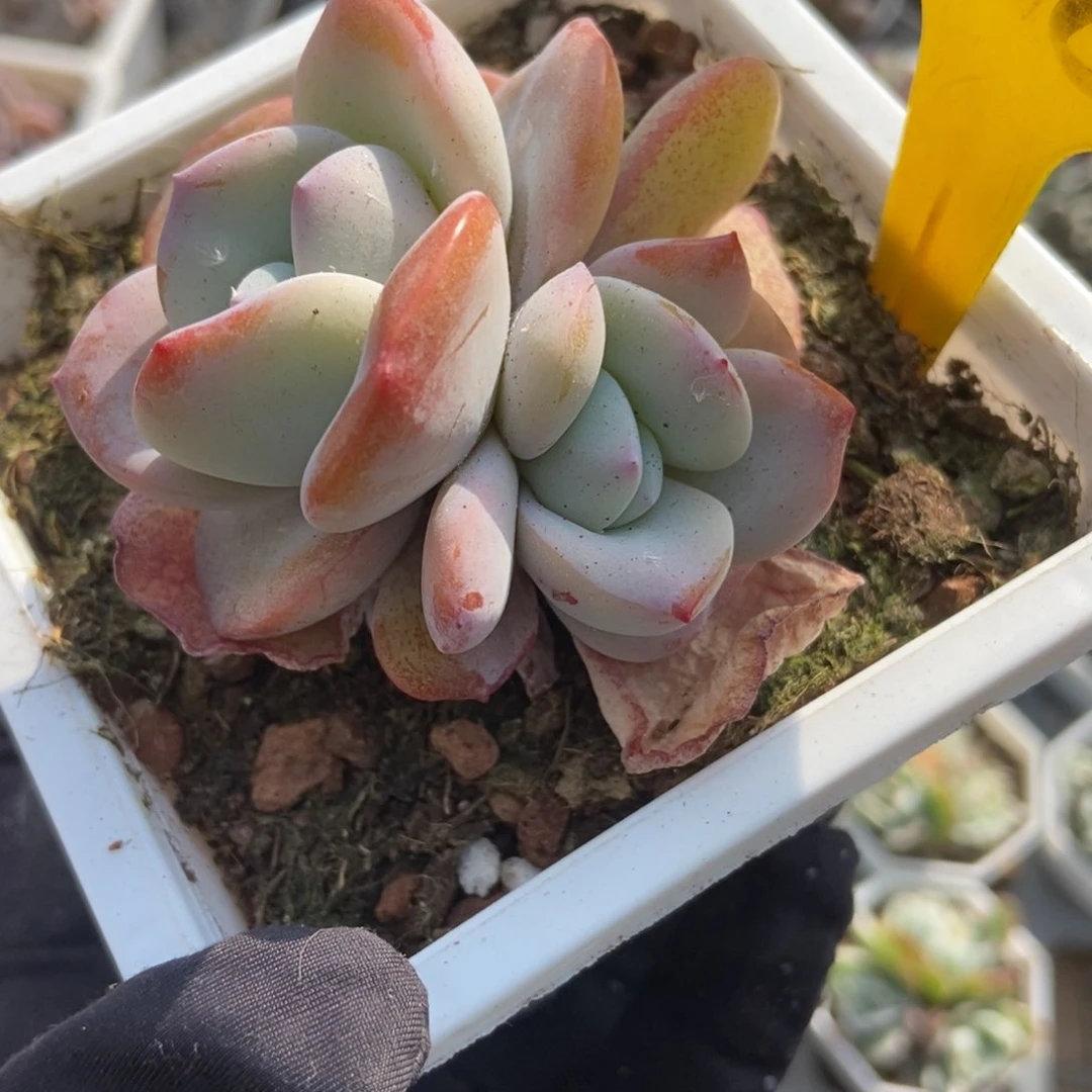 2083奶茶多肉植物保护