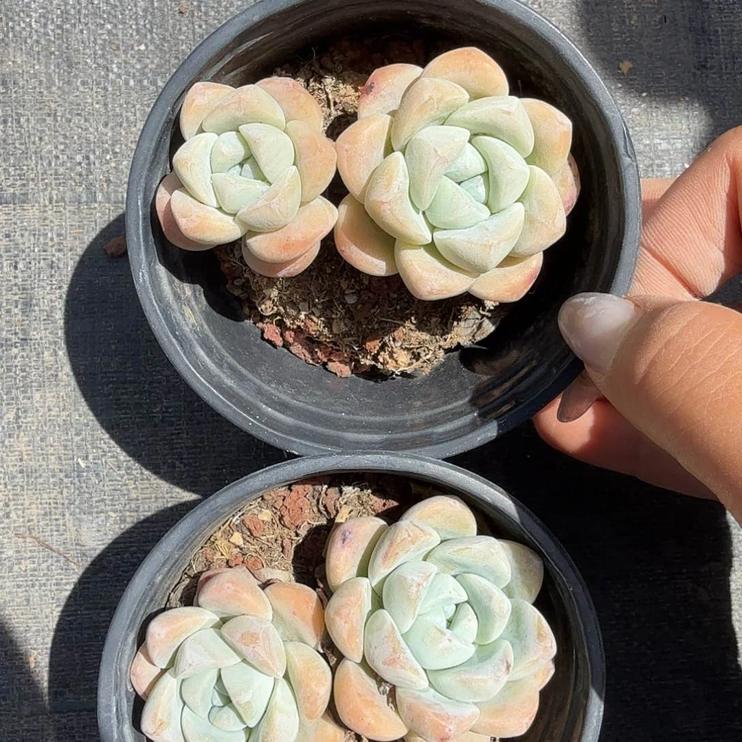 双头冰玉多肉植物