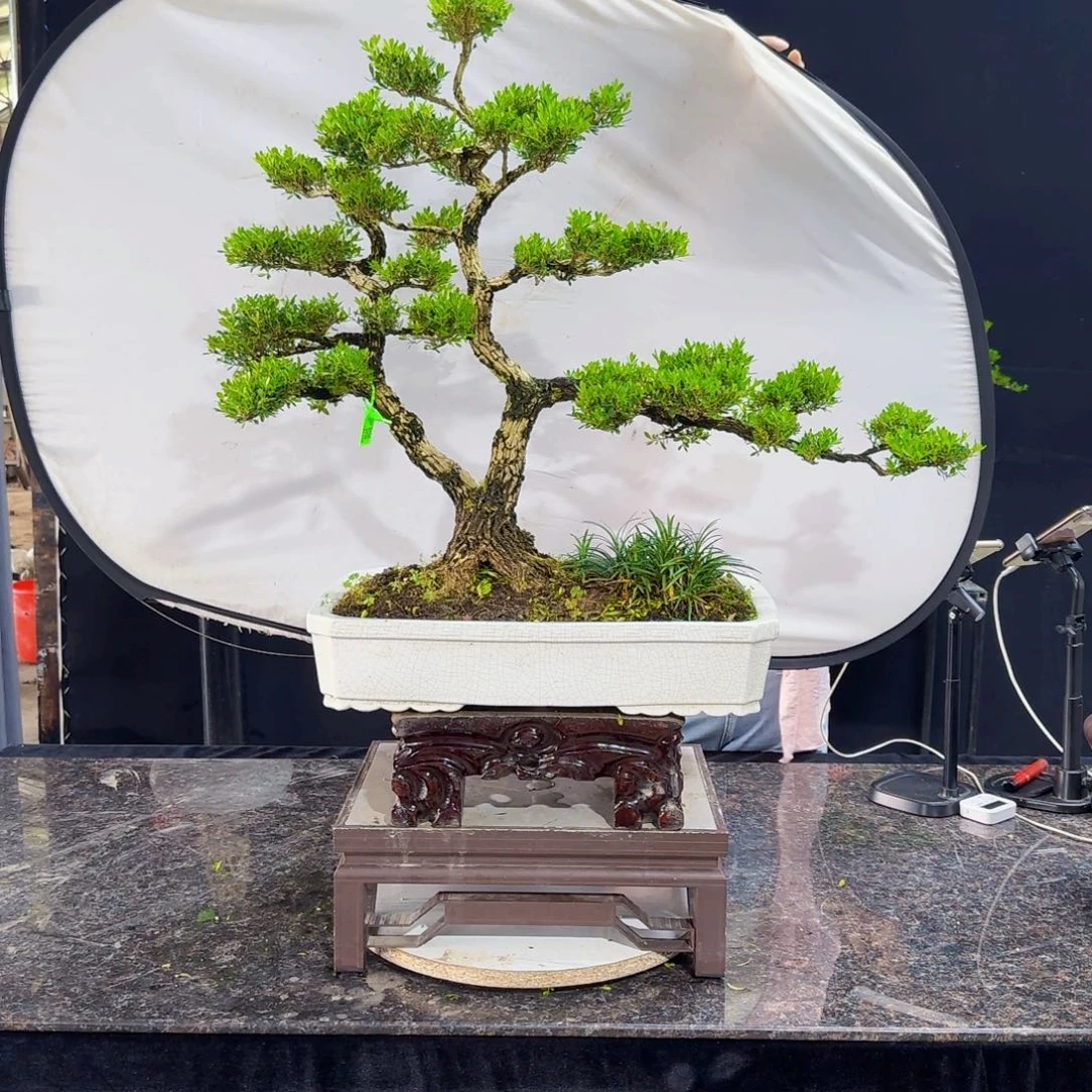 当前无花朵，栽培后可花朵东*