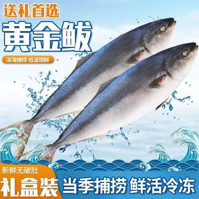 深海新鲜捕捞大号黄金鲅鱼礼盒装
