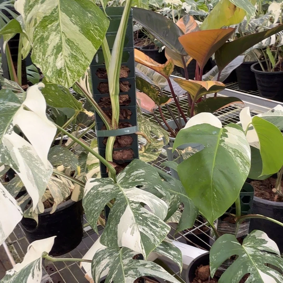 纳***刀无花朵泰国热值白龟160