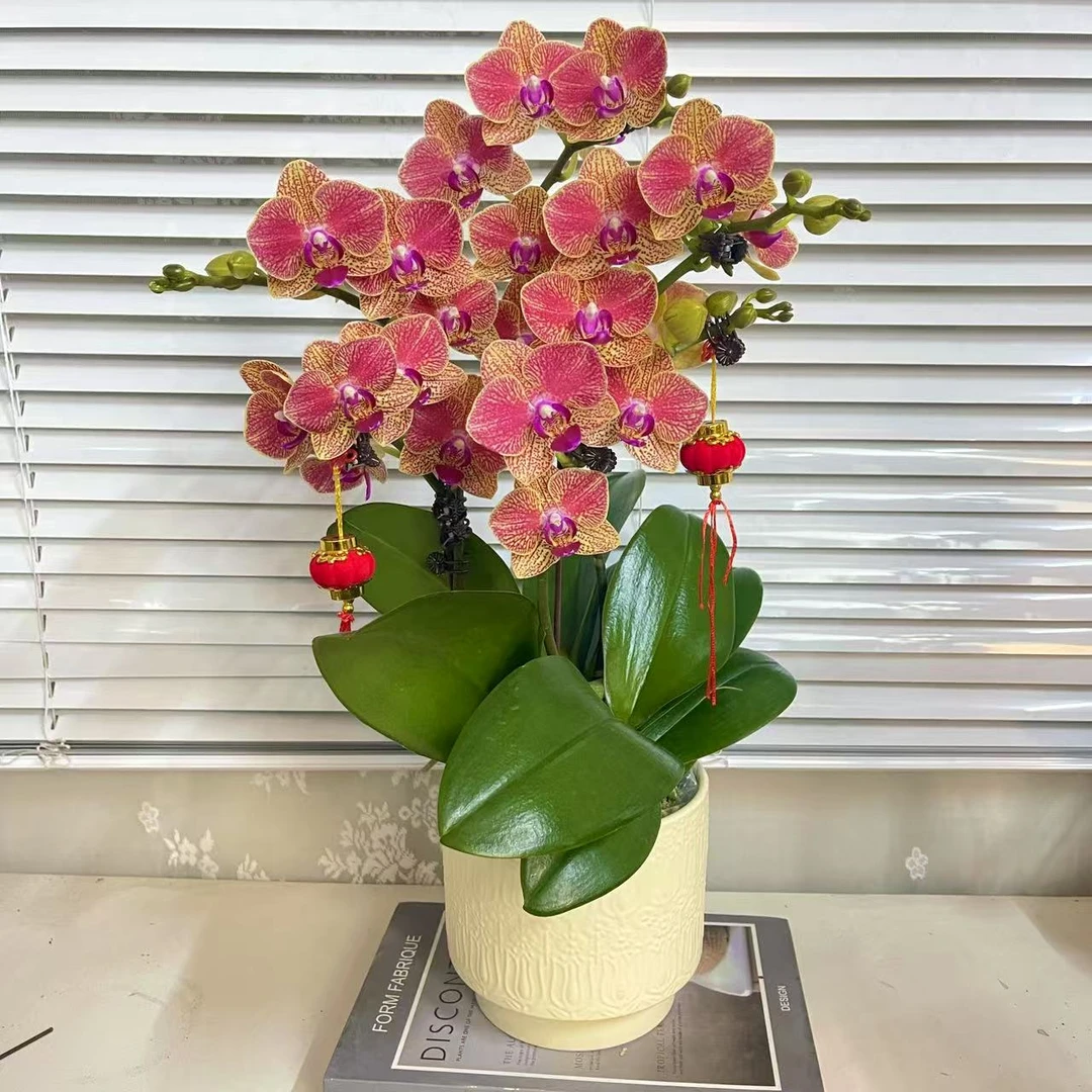 蝴蝶兰【金元宝】 年宵花 室内花花 广州基地直发